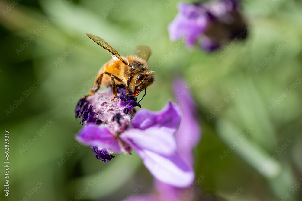 Honey bee on a lavendar flower during the summer in Australia Honey bee on a lavendar flower during the summer in Australia