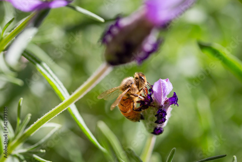 Honey bee on a lavendar flower during the summer in Australia