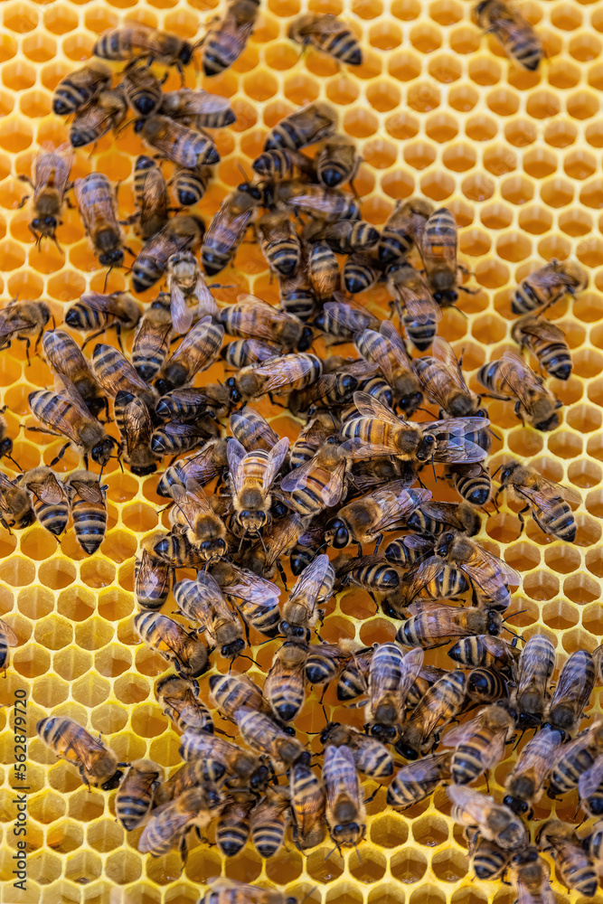 Bees on a honeycomb frame during an inspection to determine the health of the colony Bees on a honeycomb frame during an inspection to determine the health of the colony