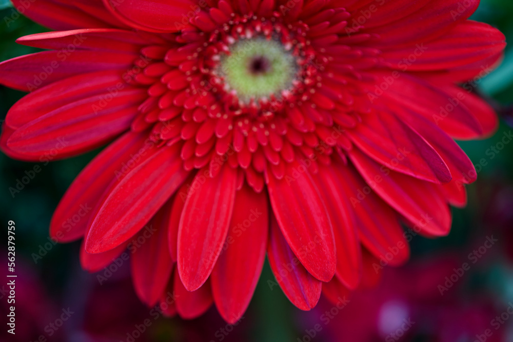 Obraz premium Close-up view of Red Gerbera flower blooming in the garden 