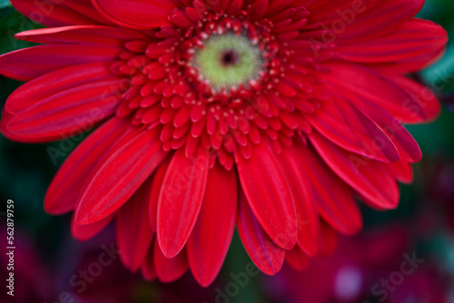 Close-up view of Red Gerbera flower blooming in the garden 