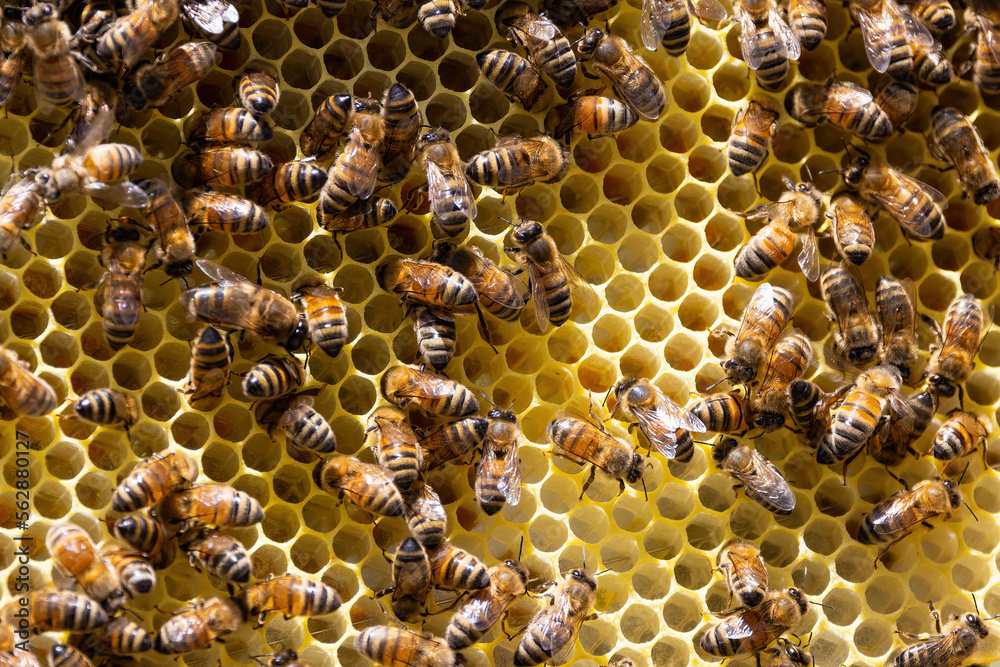 Bees on a honeycomb frame during an inspection to determine the health of the colony Bees on a honeycomb frame during an inspection to determine the health of the colony