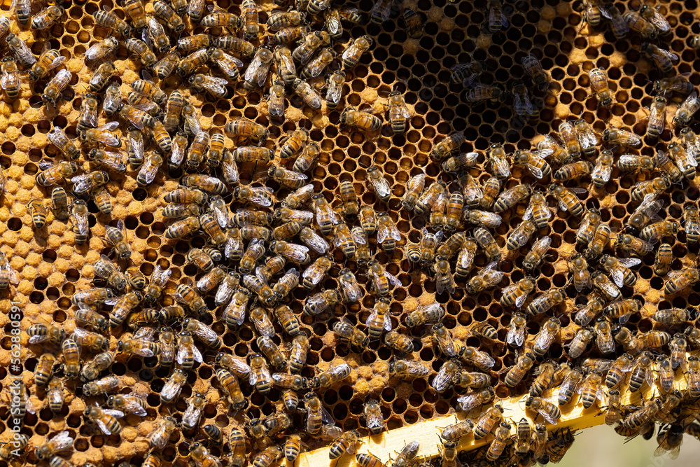 Bees on a honeycomb frame during an inspection to determine the health of the colony Bees on a honeycomb frame during an inspection to determine the health of the colony