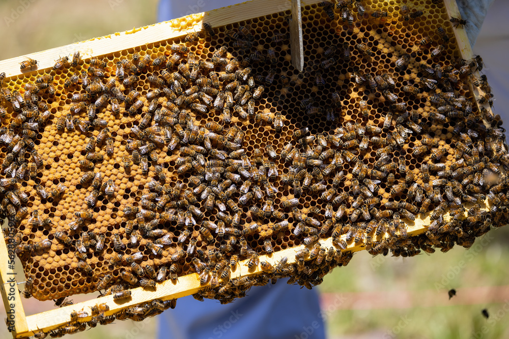 Bees on a honeycomb frame during an inspection to determine the health of the colony Bees on a honeycomb frame during an inspection to determine the health of the colony