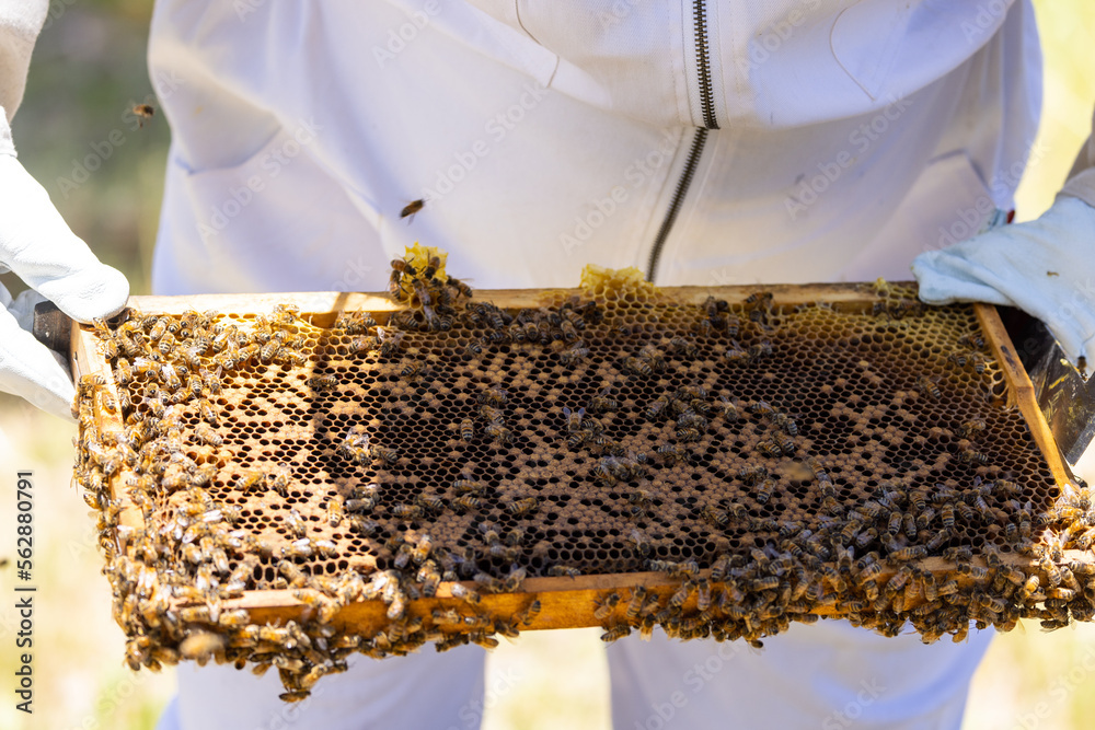 Man in bee proof suit inspecting the health of a hive of bees in Australia durng the summer Man in bee proof suit inspecting the health of a hive of bees in Australia durng the summer