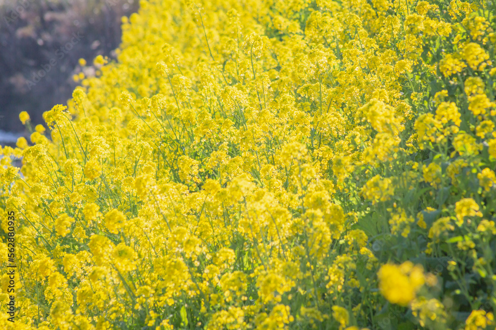 Fototapeta premium 菜の花 