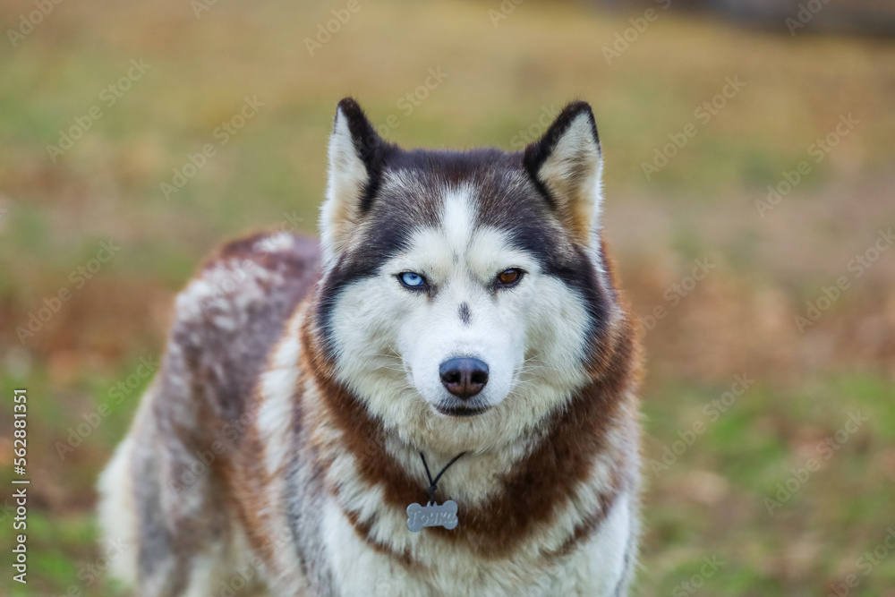 Portrait of the Siberian husky. Friendship forever. . High quality photo