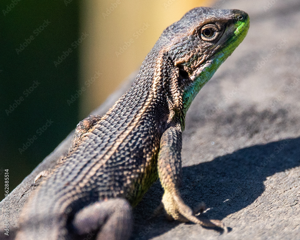 bearded dragon lizard bearded dragon lizard