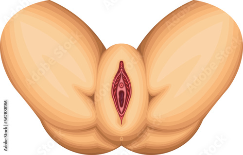 女性外性器　図解　構造　イラスト