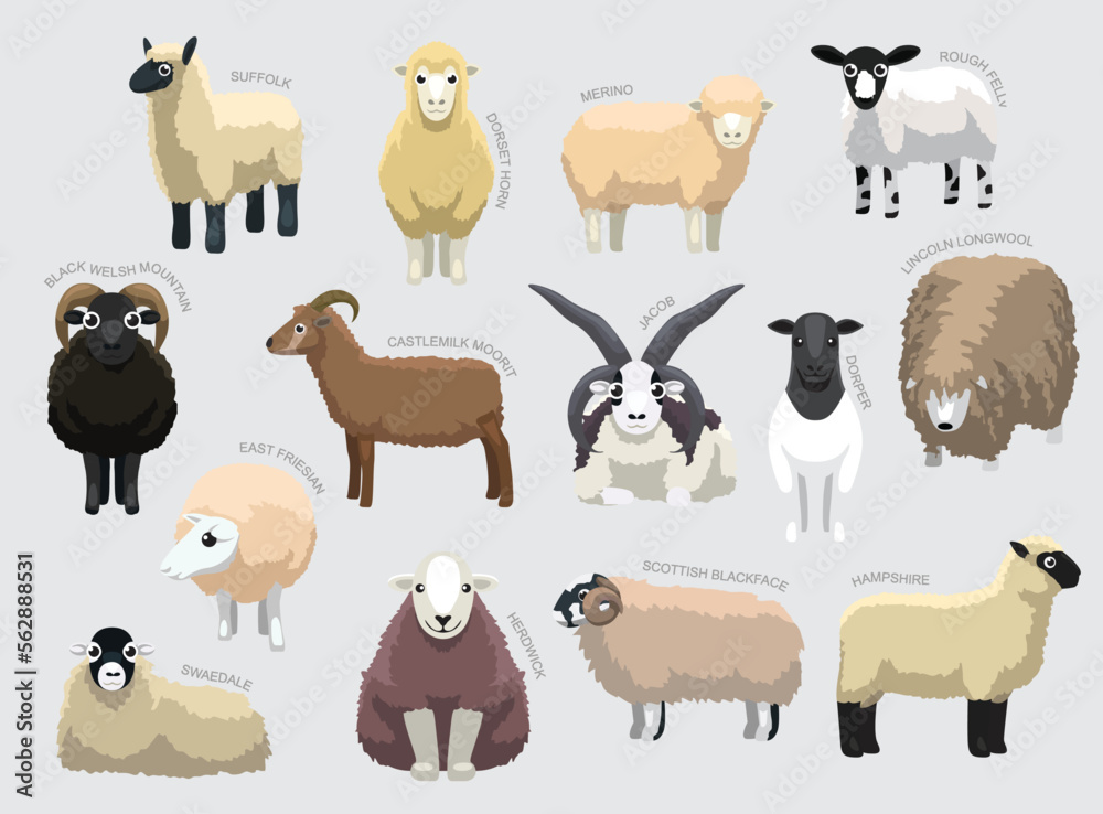 Fototapeta premium Various Sheep Breeds With Names Set Various Kind Identify Cartoon Vector
