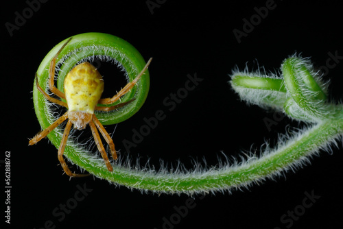 Araniella cucurbitina on a green leaf, little spider on a leaf
 photo