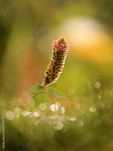 Uraria lagopodioides flower in nature with bokeh in the foreground
 photo