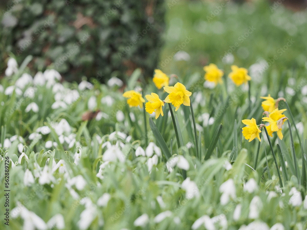 早春に咲き始める野草