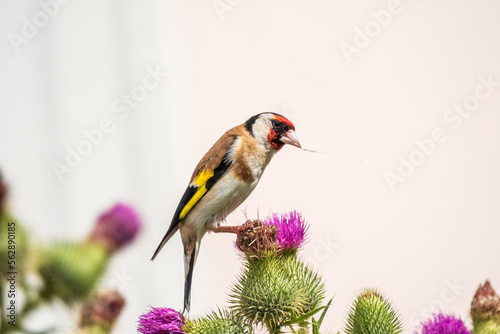 European goldfinch, feeding on the seeds of thistles. Carduelis carduelis.