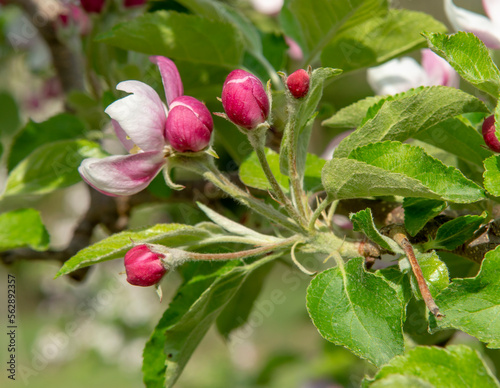 Blossoming apple orchard in the spring. Flowering Apple garden. Fruit trees in the bloom.