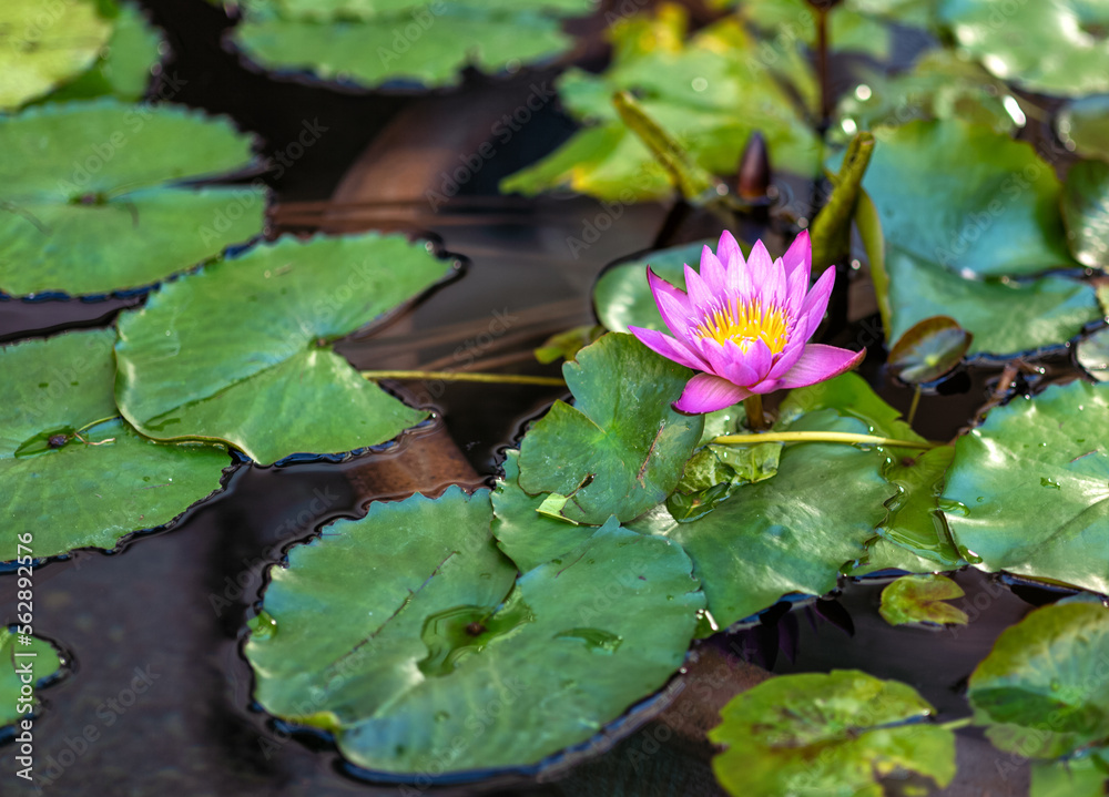 Magenta and Yellow Water Lily with Green Lily Pads. Magenta and Yellow Water Lily with Green Lily Pads.