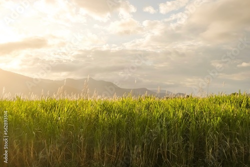 Sugar cane fields at golden hour, with the sun setting over hills in the distance as seen from the Kuranda Scenic Railway steam train — Cairns, Far North Queensland, Australia