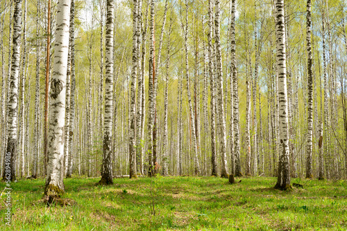 Fototapeta Naklejka Na Ścianę i Meble -  Birch forest or birch grove. Spring forest nature landscape, springtime woodland panoramic view