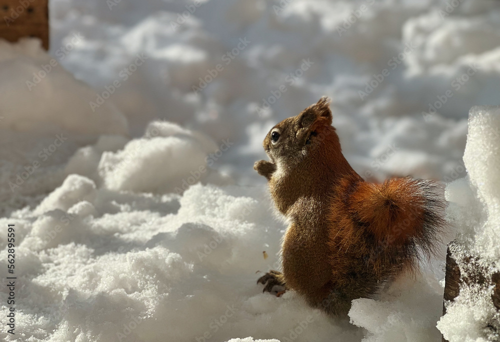 The squirrel in winter sits on white snow. Eurasian red squirrel, Sciurus vulgaris. High quality photo