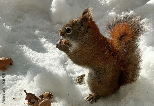 A red squirrel with fluffy tail on the snow holds food in its paws, the bright sun shines close up. High quality photo