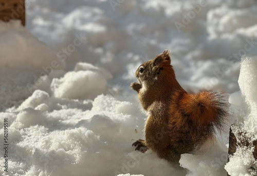 Obraz na płótnie The squirrel in winter sits on white snow. Eurasian red squirrel, Sciurus vulgaris. High quality photo w salonie