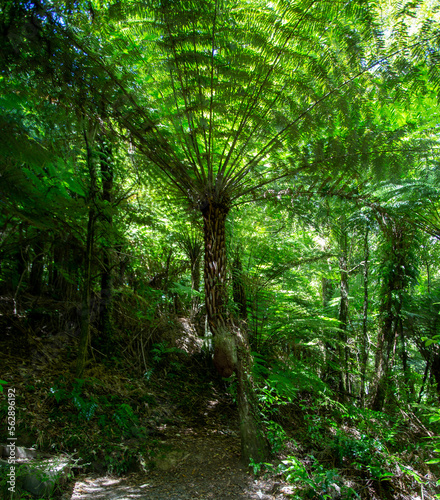 Native ferns blowing in the Wind New Zealand