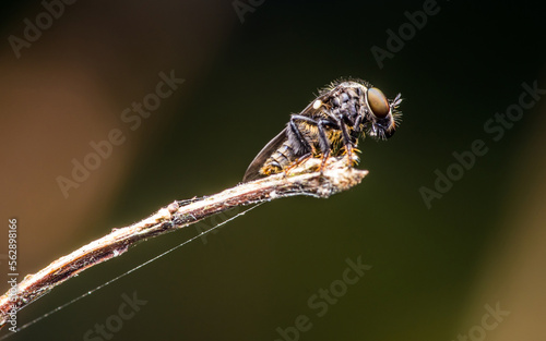 Wallpaper Mural Dark robberfly (Holcocephala fusca) on tree branch, Macro shot of little robberfly in nature, Insect in Thailand. Torontodigital.ca