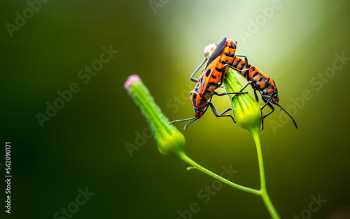 Red bugs on a green flower in the garden. Macro photography. © NuayLub