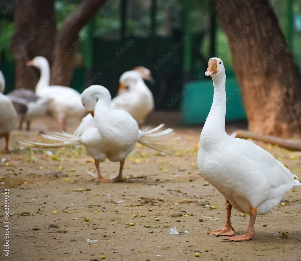 Close up White ducks inside Lodhi Garden Delhi India, see the details and expressions of ducks during evening time Close up White ducks inside Lodhi Garden Delhi India, see the details and expressions of ducks during evening time