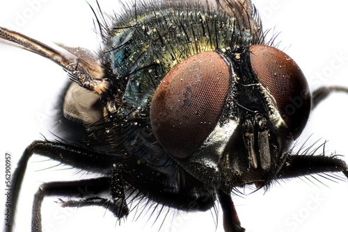 close up of a fly © Vincent