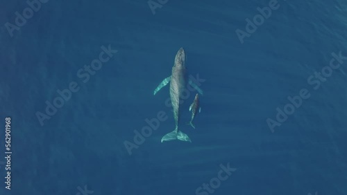 Baby humpback whale and mother swimming