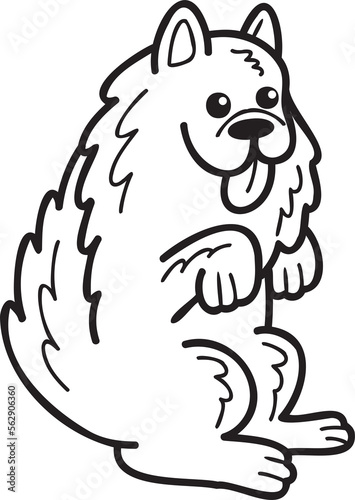 Fototapeta Naklejka Na Ścianę i Meble -  Hand Drawn Samoyed Dog begging owner illustration in doodle style