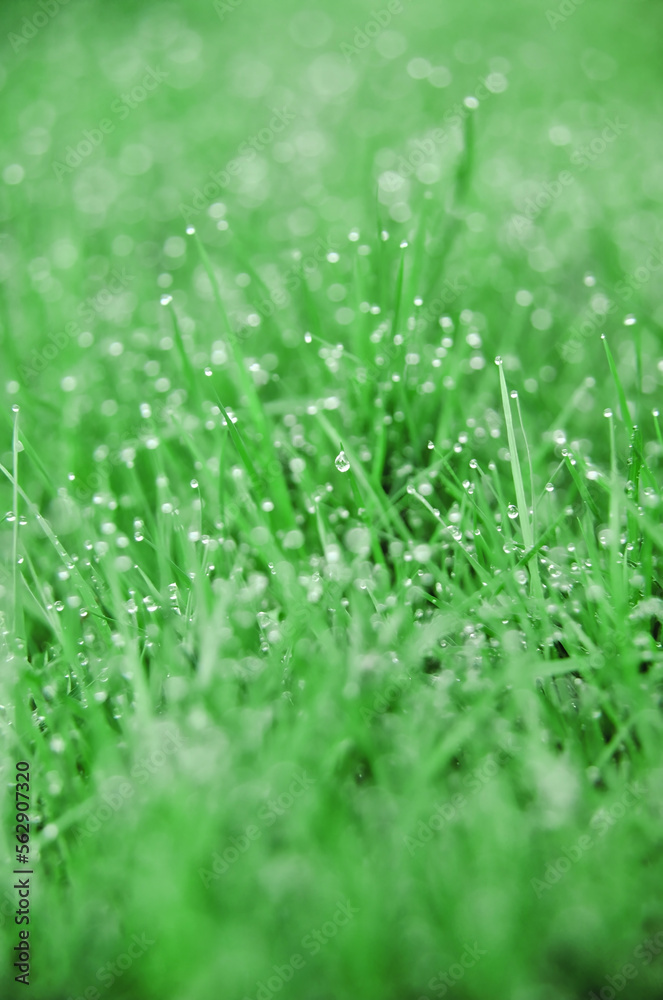 Dew drops on blades of grass