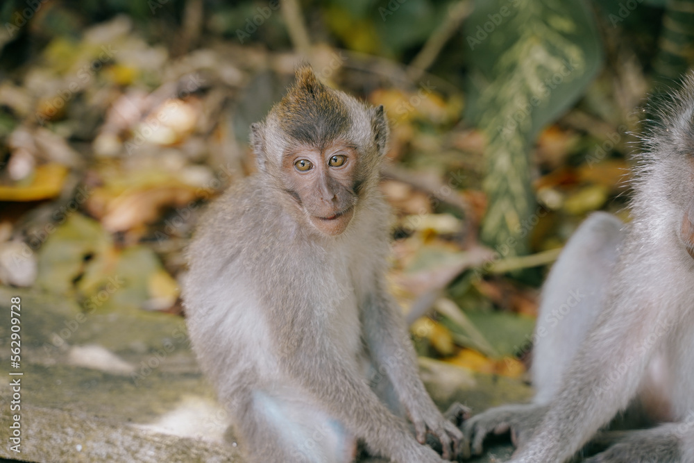 Fototapeta premium cute monkey playing in the ubud monkey forest in bali, indonesia 