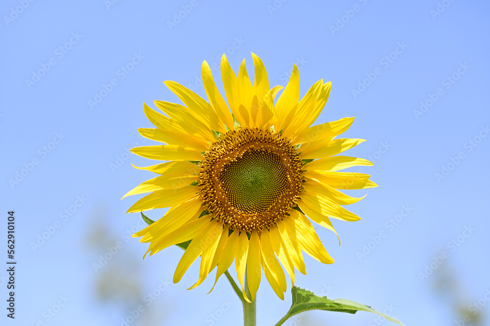 Fresh Sunflower blooming in the morning sun shine with nature background in the garden, Thailand. Fresh Sunflower blooming in the morning sun shine with nature background in the garden, Thailand.