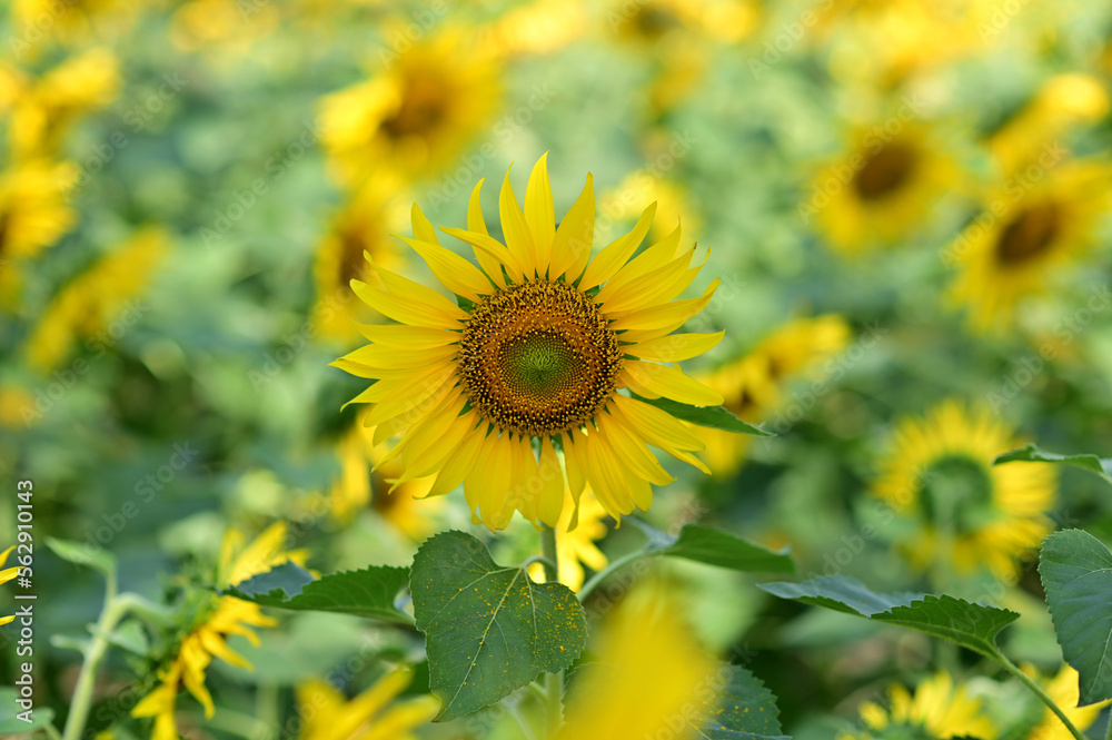 Fresh Sunflower blooming in the morning sun shine with nature background in the garden, Thailand. Fresh Sunflower blooming in the morning sun shine with nature background in the garden, Thailand.