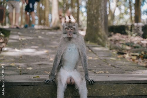 Canvas Print funny monkey eating sitting on stairs in the ubud monkey forest, bali, indonesia