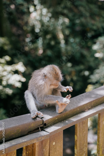 Canvas Print curious baby monkey discovering his food in the monkey forest Ubud, Bali, Indonesia