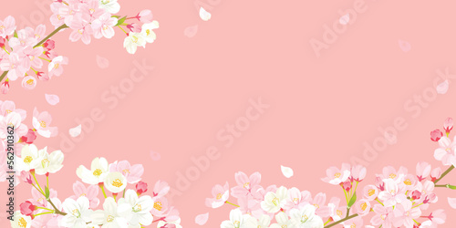 桜　背景イラスト