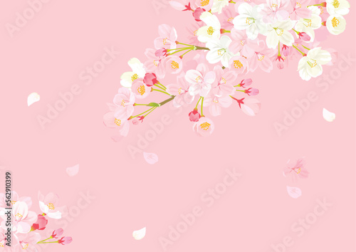 桜 背景イラスト © perori