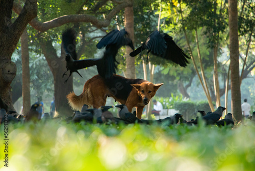 Dog and crow fighting for food