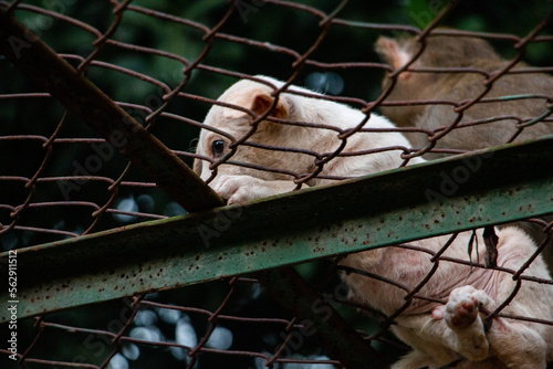 Puppy over a cage 