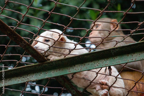 Puppy over a cage 