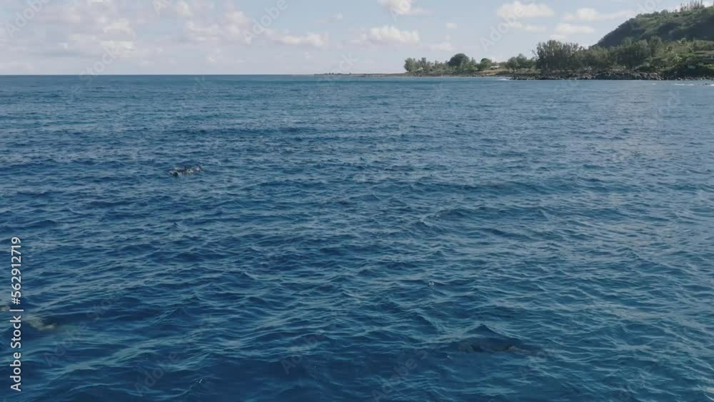 Hawaiian spinner dolphins leap out of the water