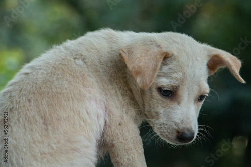 A sad puppy