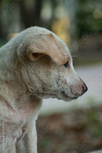 portrait of a dog