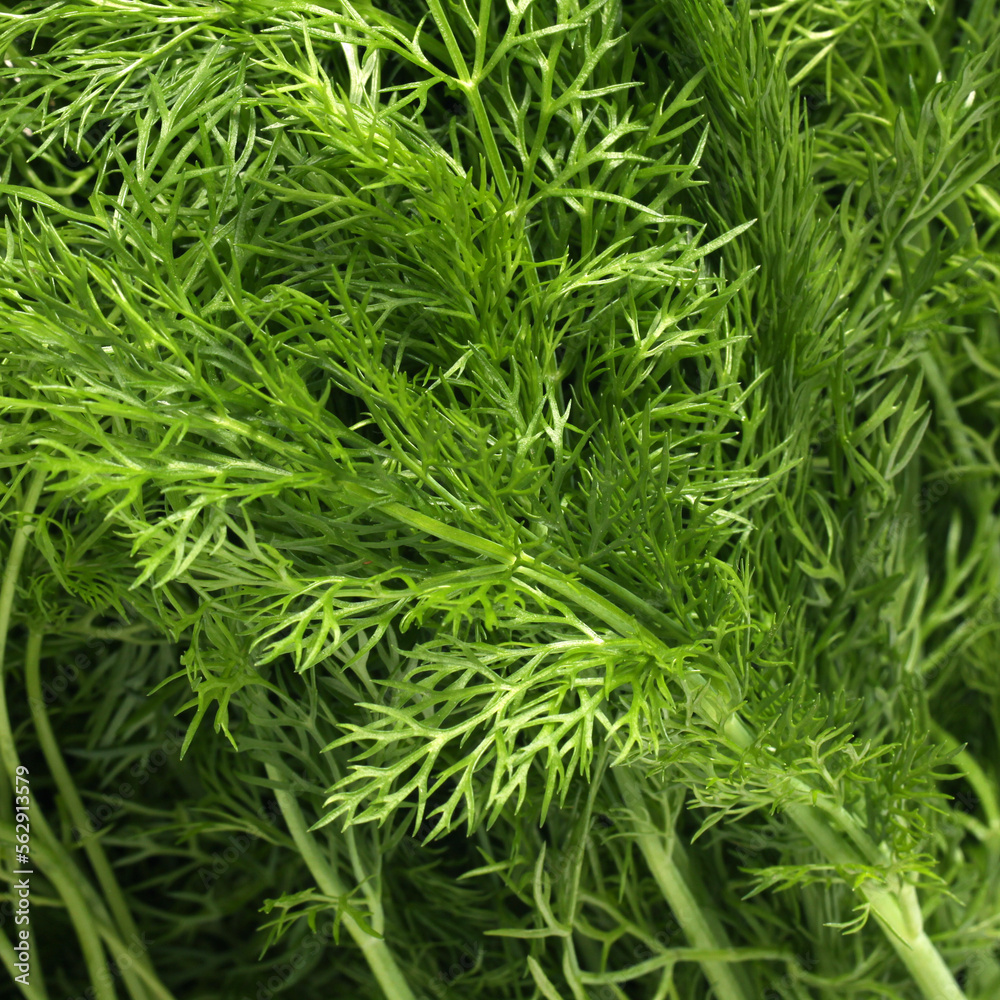 Fennel bunch background Fennel bunch background