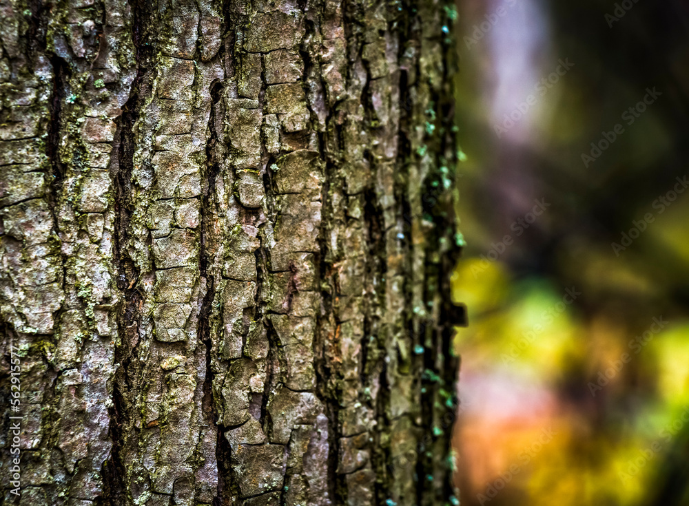 Trunks of trees in a dense forest.