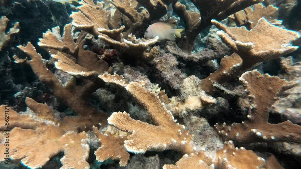 Coral Reefs of Belize, Caye Caulker, Central America, Caribbeans. Fish