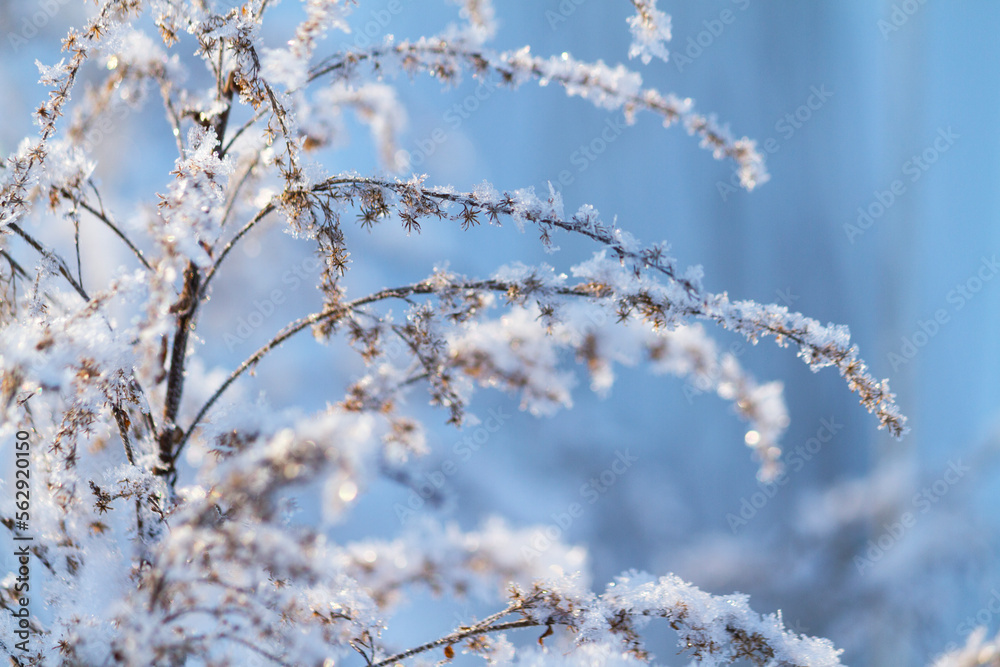 Dry frozen plants covered with snow and hoarfrost on winter sunny day Dry frozen plants covered with snow and hoarfrost on winter sunny day